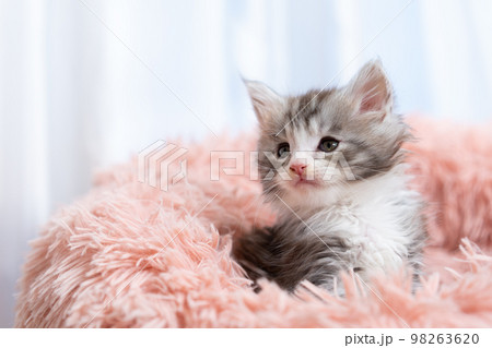 メインクーンの子猫 メインクーンの子猫 98263620