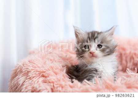メインクーンの子猫 98263621