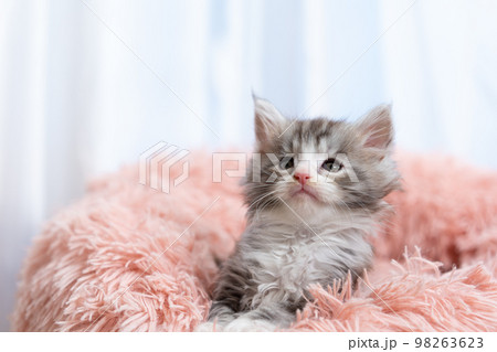 メインクーンの子猫 98263623