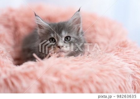 メインクーンの子猫 メインクーンの子猫 98263635