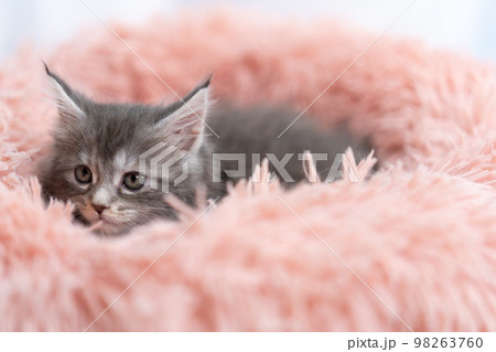 メインクーンの子猫 98263760