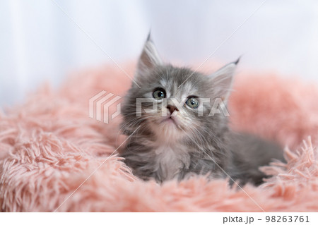 メインクーンの子猫 98263761