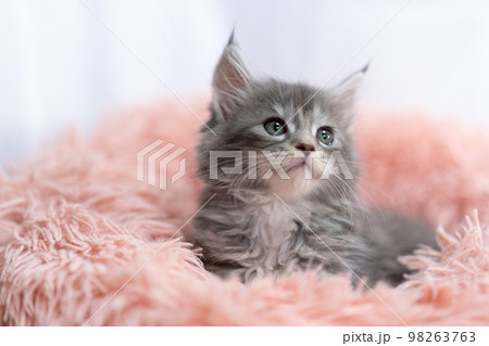 メインクーンの子猫 メインクーンの子猫 98263763