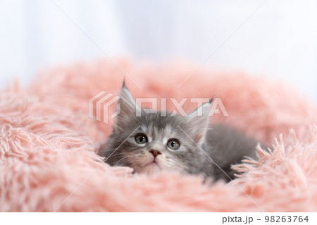 メインクーンの子猫 メインクーンの子猫 98263764
