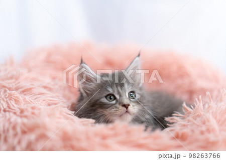 メインクーンの子猫 メインクーンの子猫 98263766