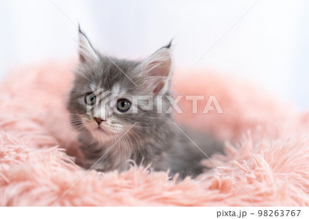 メインクーンの子猫 メインクーンの子猫 98263767