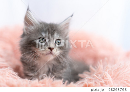 メインクーンの子猫 メインクーンの子猫 98263768