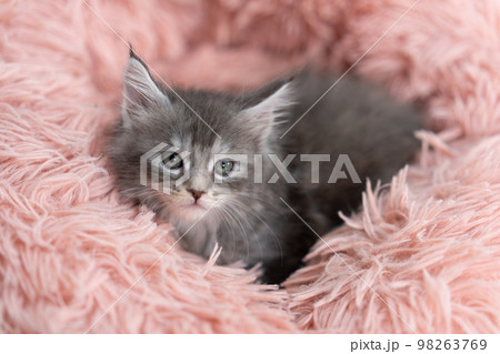 メインクーンの子猫 98263769