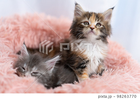 二匹のメインクーンの子猫 二匹のメインクーンの子猫 98263770