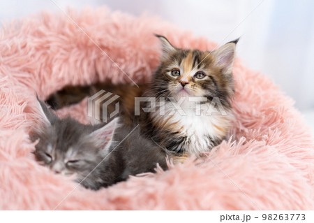二匹のメインクーンの子猫 二匹のメインクーンの子猫 98263773