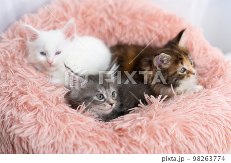 三匹のメインクーンの子猫 三匹のメインクーンの子猫 98263774