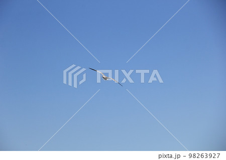 雲一つない青空を飛ぶ「ウミネコ」 98263927