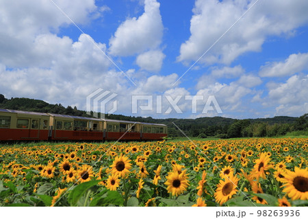 ひまわり畑と小湊鉄道 ひまわり畑と小湊鉄道 98263936