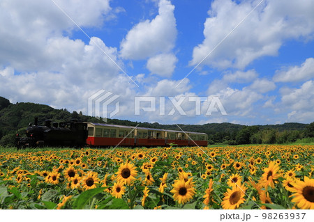 ひまわり畑と小湊鉄道 98263937