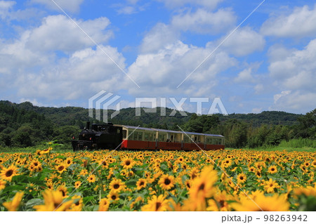 ひまわり畑と小湊鉄道 ひまわり畑と小湊鉄道 98263942