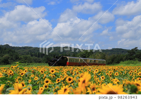 ひまわり畑と小湊鉄道 ひまわり畑と小湊鉄道 98263943