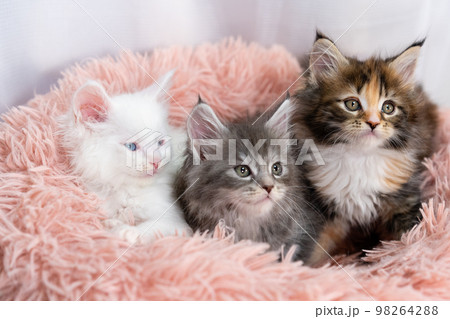 三匹のメインクーンの子猫 98264288