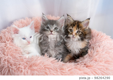 三匹のメインクーンの子猫 98264290