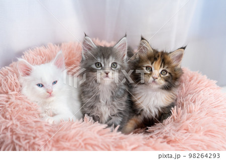 三匹のメインクーンの子猫 三匹のメインクーンの子猫 98264293