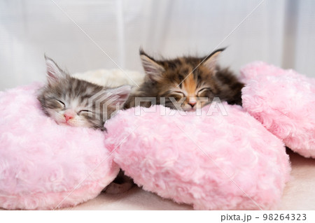 寝ている二匹のメインクーンの子猫 98264323