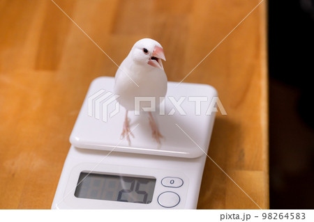 体重測定で驚く白文鳥のオス 体重測定で驚く白文鳥のオス 98264583