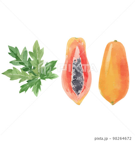 Beautiful vector stock clip art illustration with hand drawn watercolor tasty papaya fruit. Healthy vegan food. Beautiful vector stock clip art illustration with hand drawn watercolor tasty papaya fruit. Healthy vegan food. 98264672