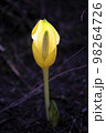 春 花 屋外 98264726