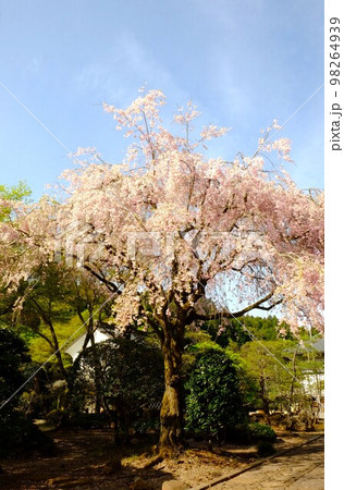 境内の枝垂れ桜と新緑　【相模原市津久井　4月】 98264939