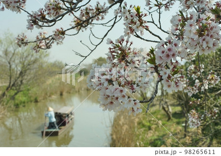 桜咲く滋賀・近江八幡の水郷めぐりをする手こぎ船 98265611