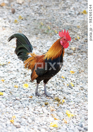 Colorful jungle fowl standing on ground alone. Colorful jungle fowl standing on ground alone. 98266144