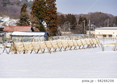 雪原に大量に干してある大根　山形県山形市 98266206