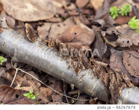 朽ちた木に生えたキノコ 98267678