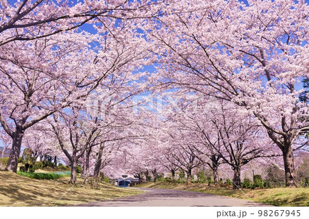 春の風景　桜のトンネル 98267945