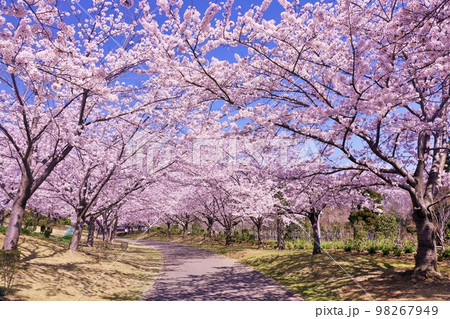 春の風景　桜のトンネル 98267949