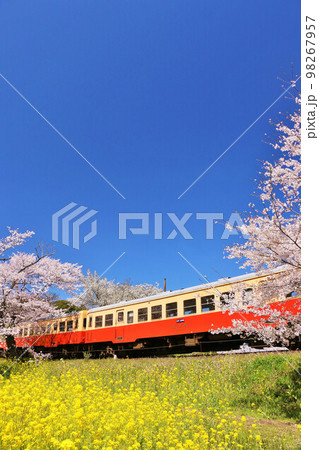 千葉県　春の桜と小湊鉄道 98267957