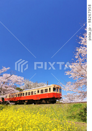 千葉県 春の桜と小湊鉄道 千葉県 春の桜と小湊鉄道 98267958