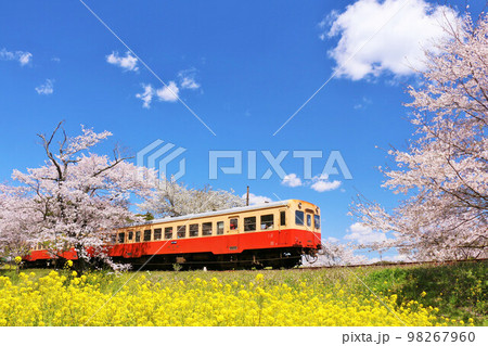 千葉県　春の桜と小湊鉄道 98267960
