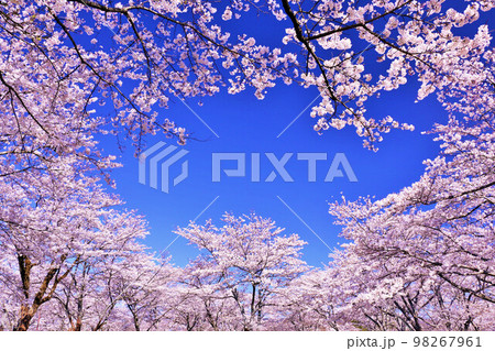 春の綺麗な桜 98267961