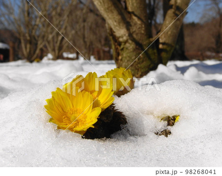 積雪に負けずに咲く黄色い花　花2月フクジュソウ福寿草76H4.3 98268041
