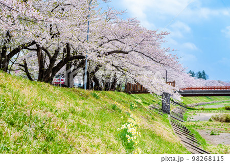 秋田県 桧木内川堤の満開桜 98268115
