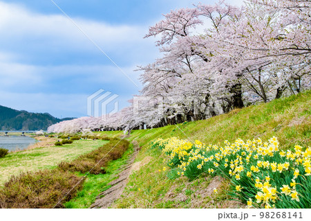 秋田県 桧木内川堤の満開桜 98268141