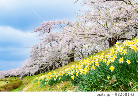 秋田県 桧木内川堤の満開桜 98268142