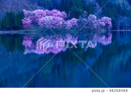 【長野県･中綱湖】信州中綱湖のオオヤマザクラ 4月 98268468