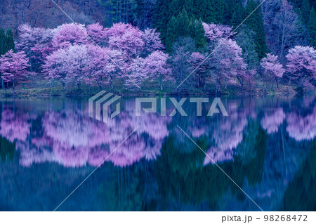【長野県･中綱湖】信州中綱湖のオオヤマザクラ 4月 98268472