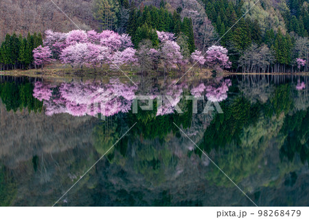 【長野県･中綱湖】信州中綱湖のオオヤマザクラ 4月 98268479