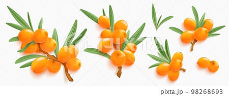 Sea buckthorn branches with orange berries Sea buckthorn branches with orange berries 98268693
