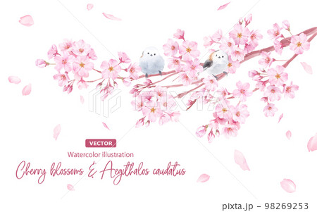 桜の花とエナガの水彩イラスト。（ベクター。レイアウト変更可能）  98269253