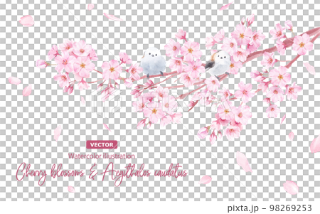 桜の花とエナガの水彩イラスト。（ベクター。レイアウト変更可能）  98269253