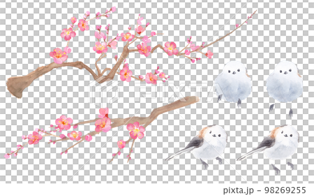 Watercolor illustration of plum blossoms and long-tailed tit. Red plum and small bird element set. Watercolor illustration of plum blossoms and long-tailed tit. Red plum and small bird element set. 98269255