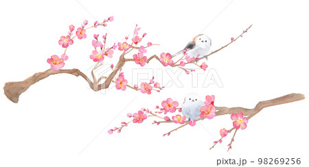 梅の花とエナガの水彩イラスト。紅梅と小鳥。 のイラスト素材